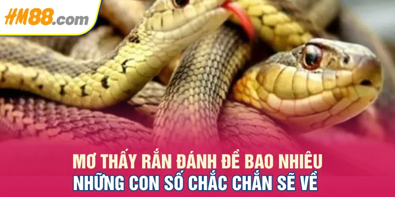 Mơ Thấy Rắn Đánh Đề Bao Nhiêu: Những Con Số Chắc Chắn Sẽ Về