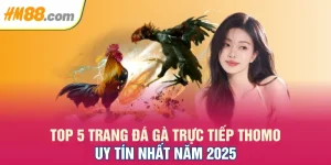 Top 5 Trang Đá Gà Trực Tiếp Thomo Uy Tín Nhất Năm 2025